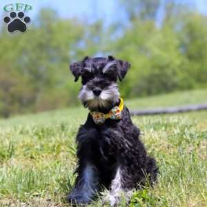 Dylan, Miniature Schnauzer Puppy